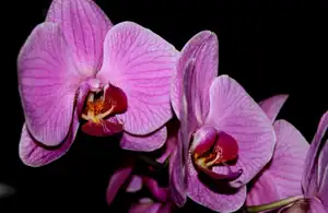 orchidej...