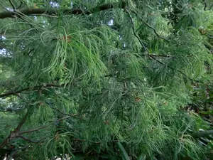 pinus contorta s jemnými kudrnatými jehlicemi