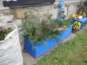 na jaře v bedně vykvetou cibuloviny
