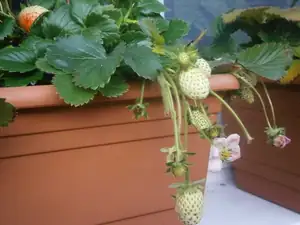 Včera jsme sklidili poslední, ale tyto už asi nedozrají