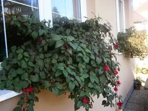 Fuchsie dokvetly