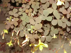 Oxalis