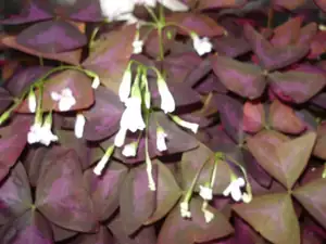Oxalis