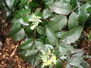 Mahona kvete