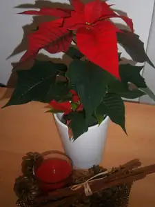 Letos jsem dostala červenou 🙂