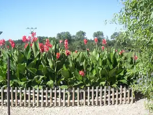 buliznik — 26. března 2011