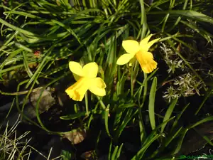 iris66 — 3. dubna 2011