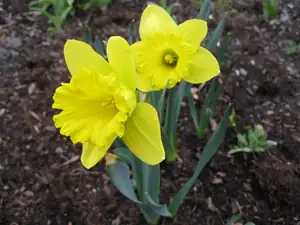 NARCIS