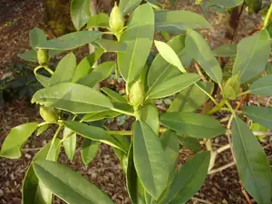 Rododendron