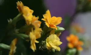 kalanchoe kvete...zima nezima...