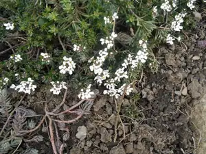 Maariee — 11. ledna 2014