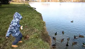 Tomášek krmí kachny houskou...