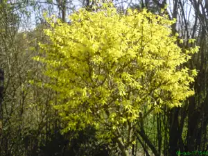iris66 — 7. dubna 2011