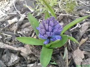 iris66 — 7. dubna 2011