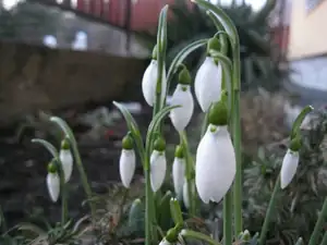 6.2.2014 - Sněženky