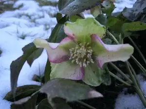 6.2.2014 - Čemeřice