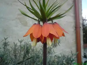 rozv