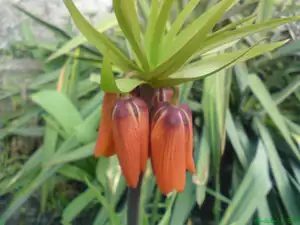 iris66 — 9. dubna 2011