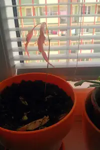 litchi, snad se mu tu bude dařit