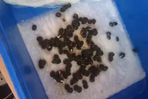 konečně klíčící papáji plus vpravo semínka mučenky jedlé (P.edulis), snad se taky chytnou :)