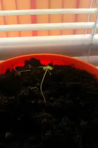 pepino, co jsem dala klíčit zřejmě moc brzo, asi měsíc a půl vypadá pořád stejně, ale se sluníčkem pomaloučku raší nový lístečky, tak snad se rozjede