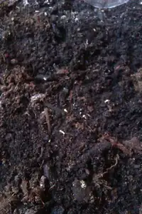 konečně jsem v jednom malym ovocno-zelinářství sehnala pitáju a už druhý den začala klíčit :)