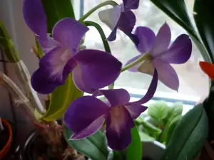 Orchidej