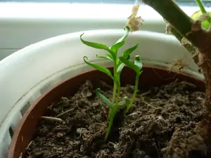 Paprika.
