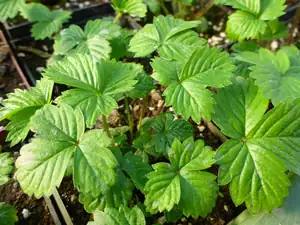 ZAHRADNÍK — 25. února 2014