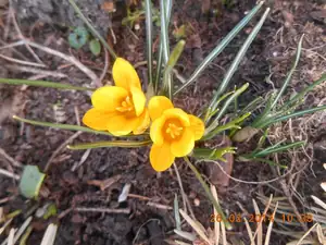 Krokus
