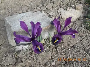 Kosatečky