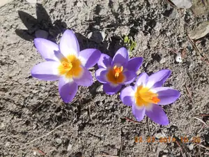 krokus