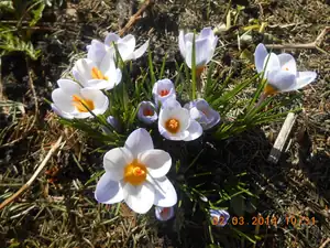 krokusky