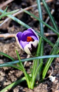 krokus...