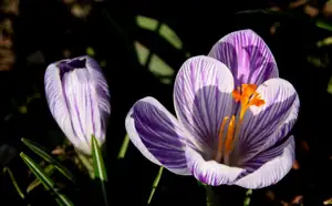 krokus...