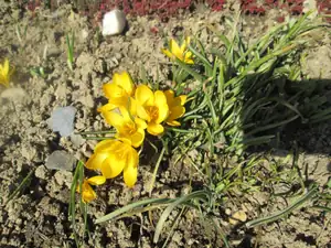 krokus