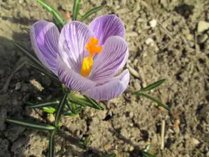 krokus