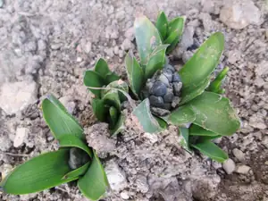 letos určitě pokvetou i hyacinty