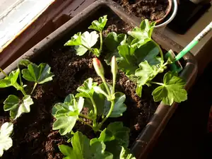 pelargonie