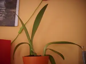 něco ze zelenejma listama