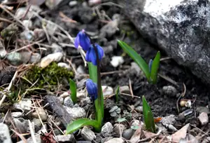 ve skalce...