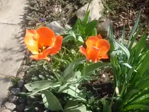 tulip