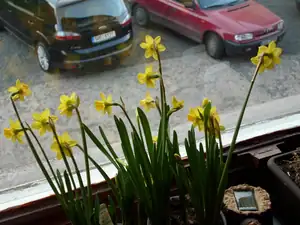 narcis