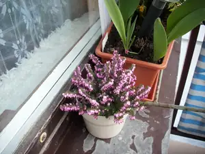 vřes