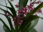 orchidej