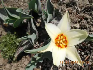 skalkovy tulipan