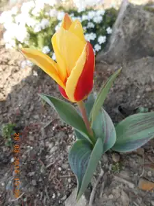 skalkovy tulipan