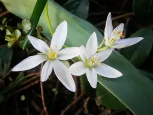 Ornithogalum