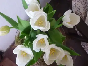 miluji tulipány