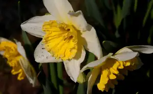 narcisky...